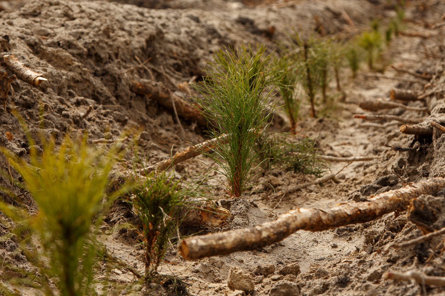 Сотрудники сервиса «Максим» высадили 13 тысяч саженцев сосны